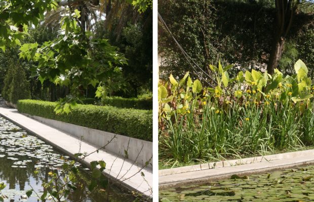 Dès l’entrée du jardin botanique, la collection de plantes aquatiques - © J.-F. Coffin