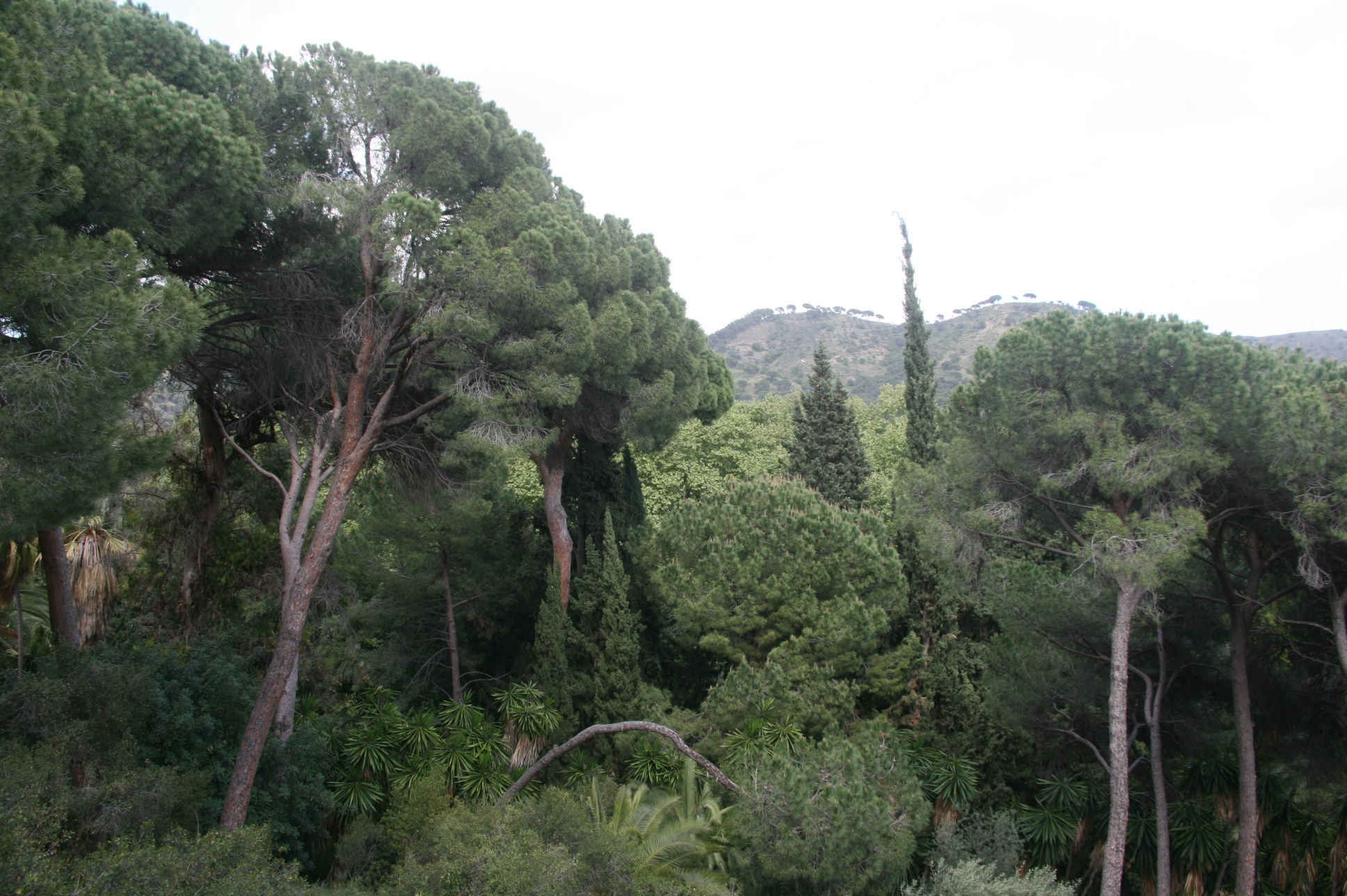 La forêt méditerranéenne avec vue sur le parc naturel des montagnes de Malaga - © J.-F. Coffin