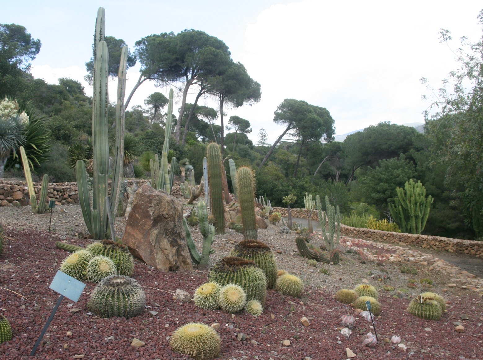  Le jardin des cactus et succulentes venant d’être entièrement rénové - © J.-F. Coffin