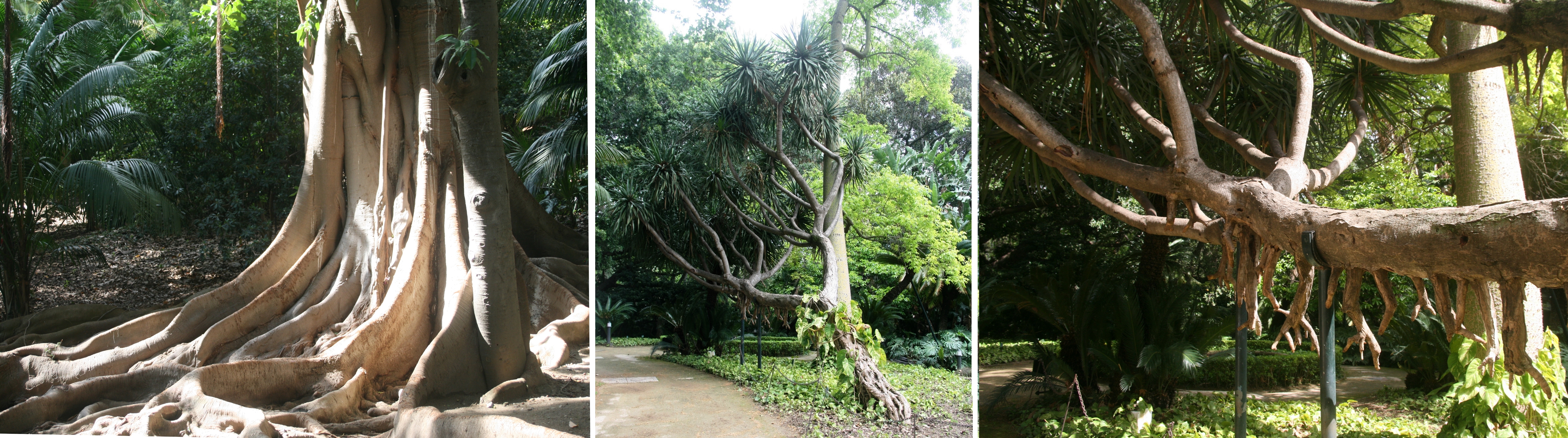 Parmi les arbres remarquables, ce Ficus macrophylla ou ce Dracaena draco L plus que centenaires - © J.-F. Coffin