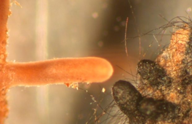 Figure 3 — Deux types morphologiques d’ectomycorhize, formés par des champignons d’espèces différentes avec des racines fines de hêtre. Dans les deux cas, la racine courte est entièrement revêtue d’un manchon constitué de filaments fongiques, mais ce manchon est clair et lisse pour la mycorhize de gauche (formée par une Russule) et noir et hérissé de gros filaments raides à droite (Cenococcum). Échelle : diamètre des racines courtes de l’ordre de 0,5 mm - © Jean-Louis Churin