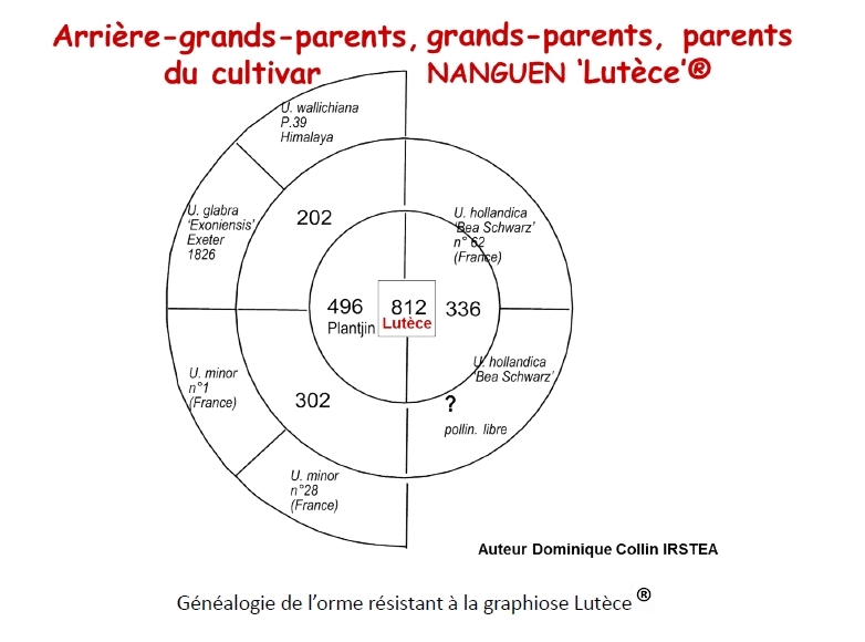 Généalogie de l’orme résistant à la graphiose Lutèce ®