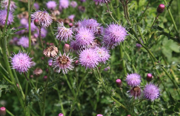 Cirsium arvense, ou chardon des champs, indique un sol plutôt compacté mais sera vite concurrencée - © Frank Vincentz * 