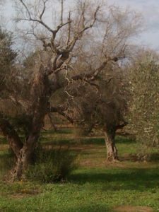 Olivier dans la province de Lecce (Pouilles, Italie), en octobre 2013, présentant des symptômes sévères de déclin rapide du à Xylella fastidiosa. Noter les nombreux rejets à la base du tronc qui sont très contaminés bien qu’encore asymptomatiques - © M.-A. Jacques