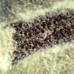 Culture d’Ophostioma novo-ulmi in vitro sur entre-nœud d’orme