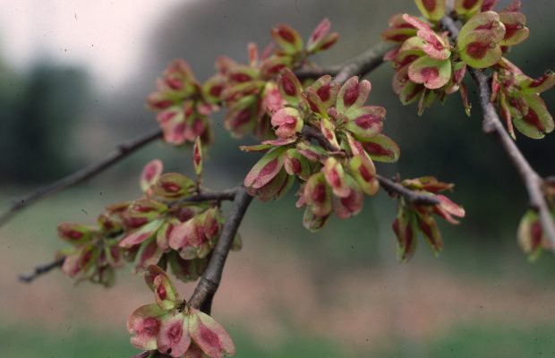 Les samares d’orme champêtre sont faciles à reconnaître - © N. Dorion