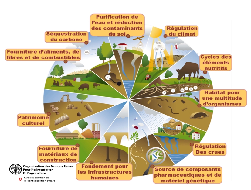 Les principales fonctions attendues pour les sols (source : ONU)