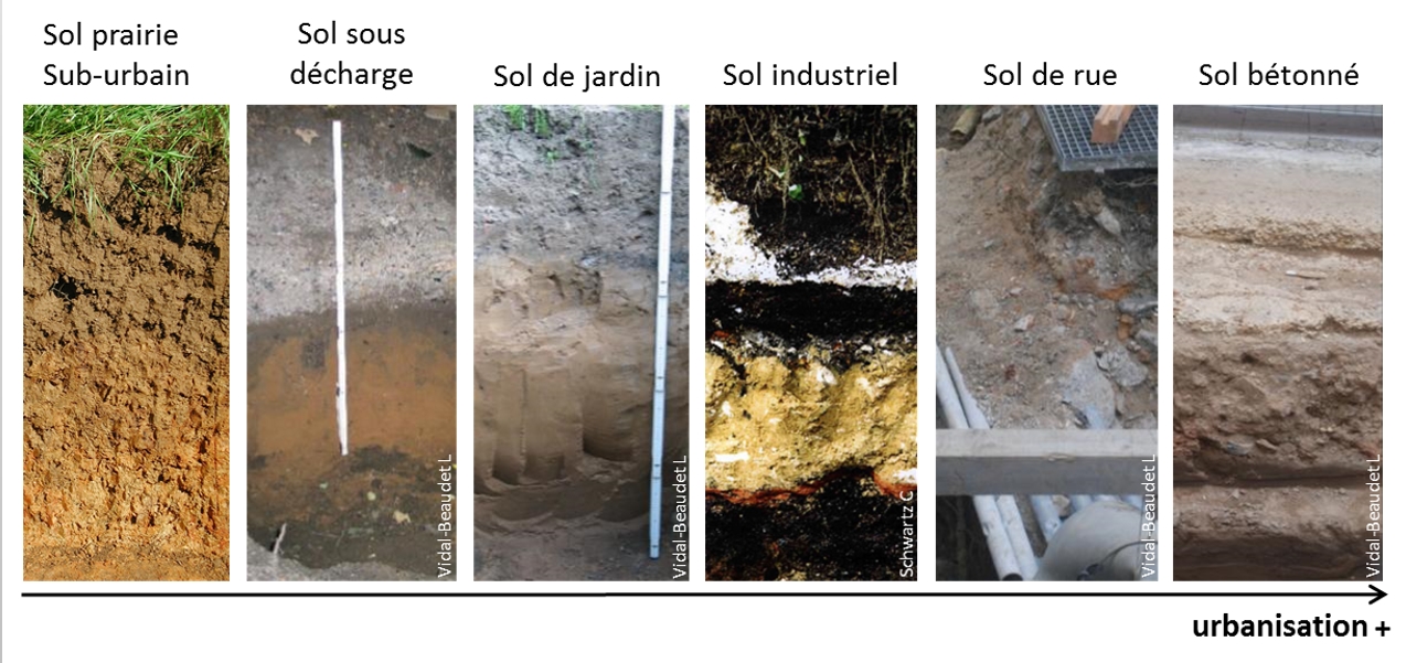 Les différents types de sols - © Christophe Ducommun, Laure Vidal-Beaudet, Christophe Schwartz