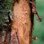 Galeries de scolytes sur arbre malade