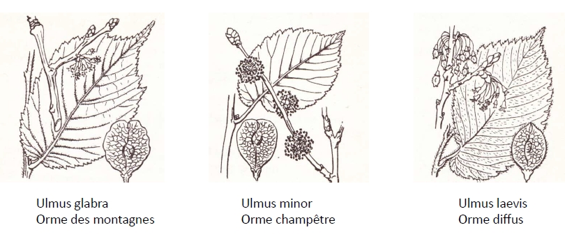 Les ormes sont faciles à reconnaître à partir de leurs feuilles. De gauche à droite : Ulmus minor, orme champêtre ; Ulmus laevis, orme diffus ; Ulmus glabra, orme des montagnes (Flore descriptive de la France, de la Corse et des contrées limitrophes - Abbé Costes, 1900-1906)