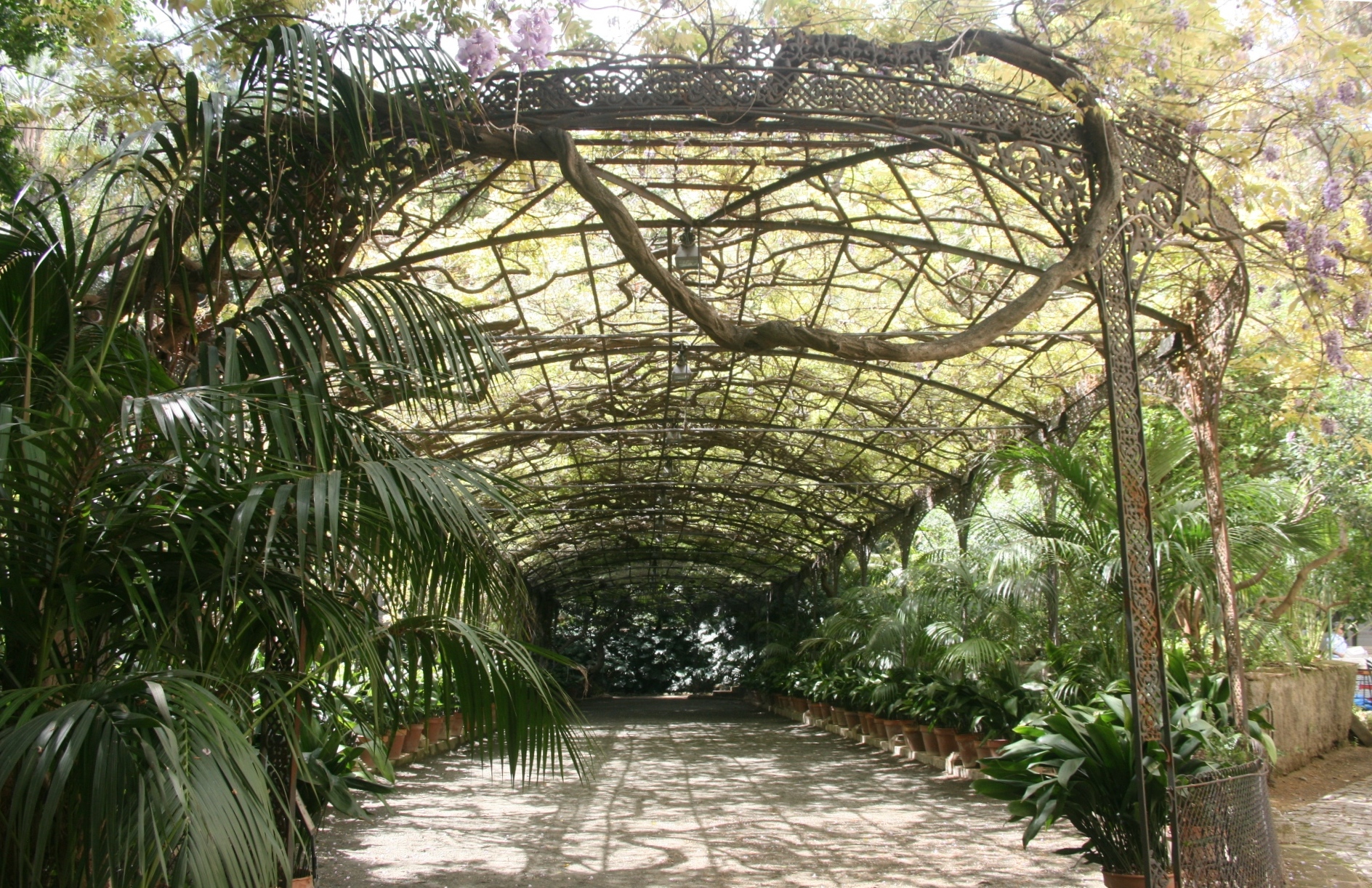 Dans les curiosités de la Concepción, la glycine, Wisteria sinensis Sweet (Sims) plantée en 1857 par la famille de Loring-Heredia. Un spectacle à ne pas manquer une quinzaine de jours à la fin de mars ou début avril - © J.-F. Coffin