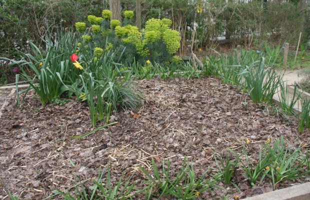 Le compost est couramment utilisé pour un apport de matière organique, comme ici dans un jardin partagé à Paris - © J.-F. Coffin