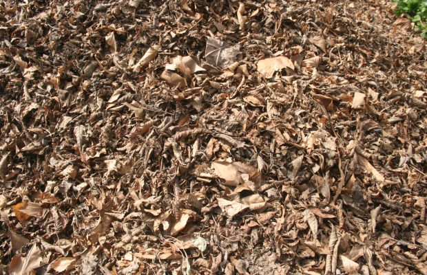 La première voie d’entrée de la matière organique dans les sols est sous forme de litières, au sens large, c’est-à-dire de débris végétaux aériens feuilles, brindilles, branches, tonte de gazon, lixiviats, … ©. J.-F. Coffin