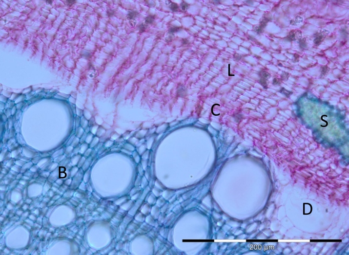 Figure 4 : coupe transversale d’un jeune chêne pédonculé (Quercus robur) au niveau du cambium - © MC. Trouy 