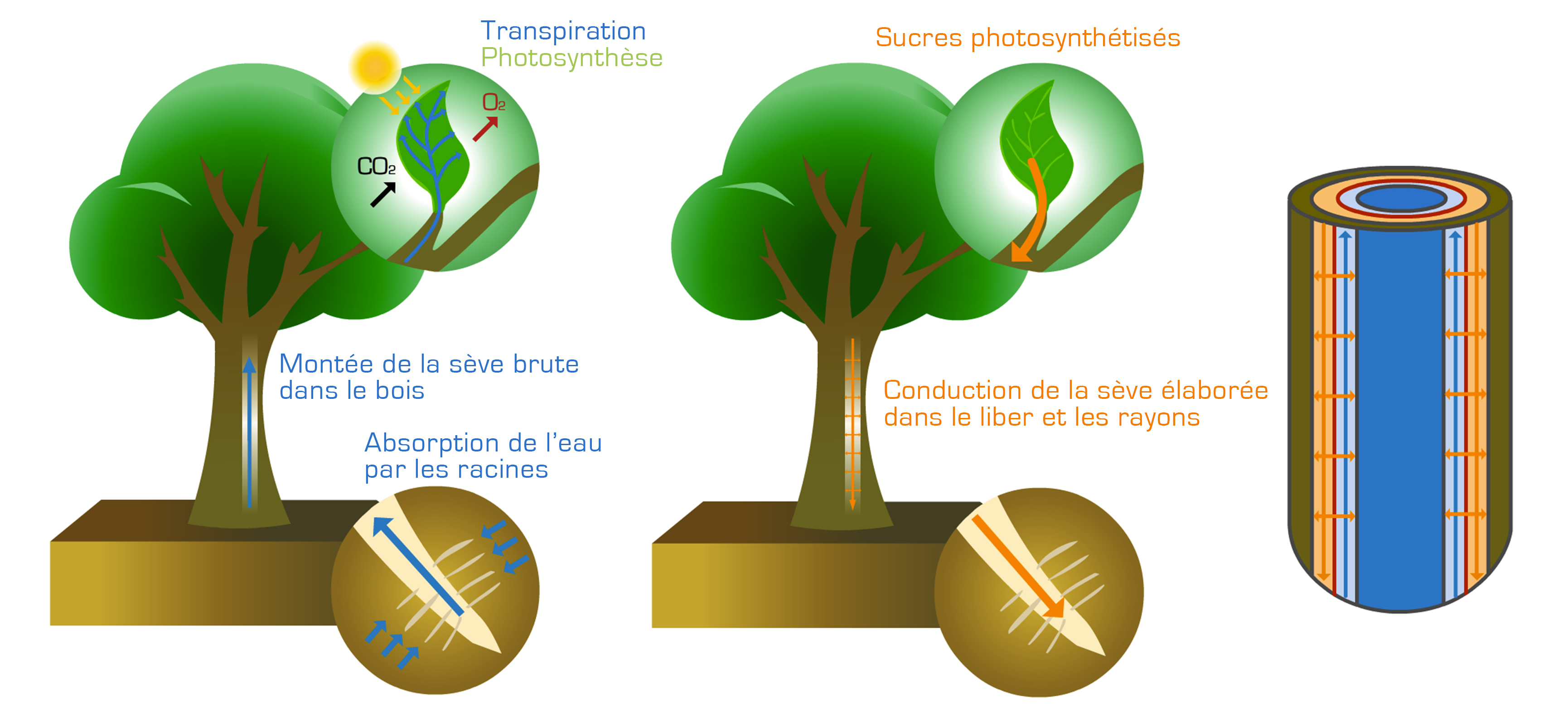 Figures 1a (montée de sève brute), 1b (conduction de sève élaborée), 1c (focus sur le tronc) - © D.R