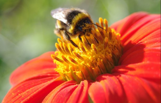 Abeille butinant sur un Dahlia