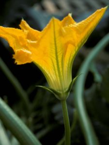 Fleur mâle de courgette