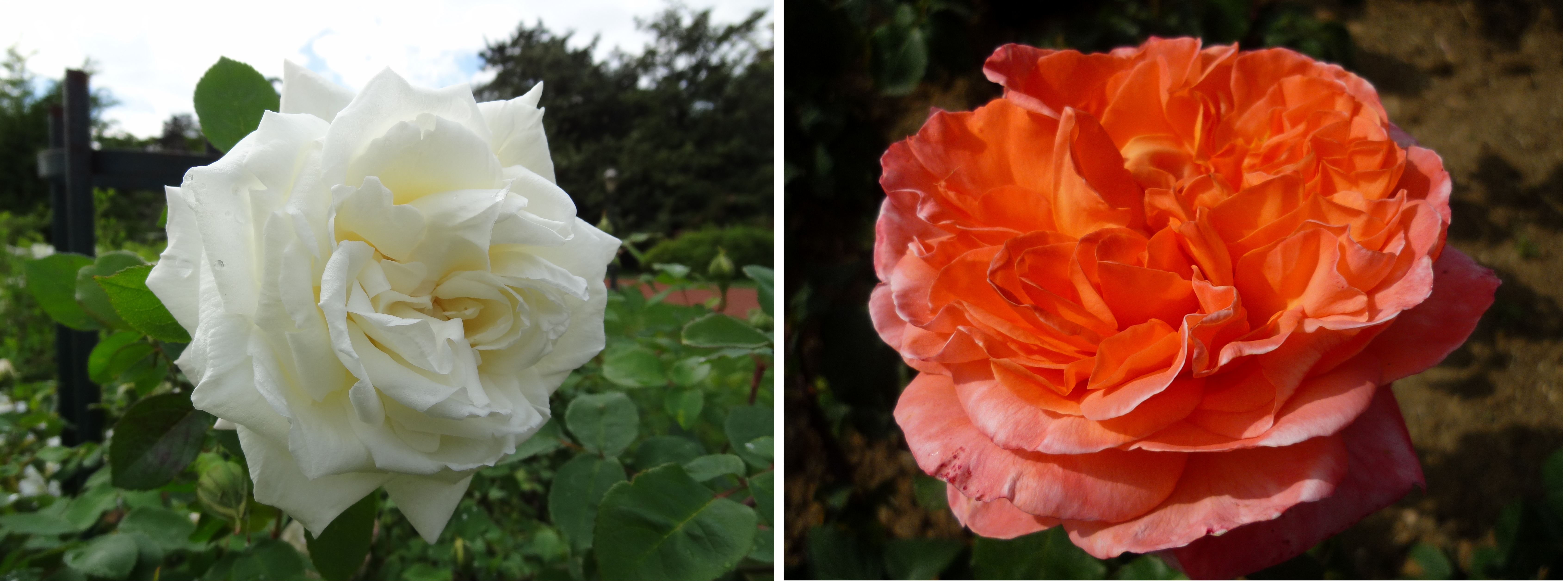 Exemples de deux roses d’obtenteurs lyonnais