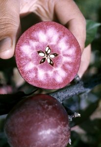 Génotype RR: chair de la pomme partiellement rouge