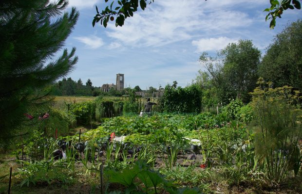 jardin potager sans pesticide