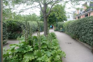 Un exemple de végétation choisie par les jardiniers : des acanthes dont la floraison interpelle les promeneurs.