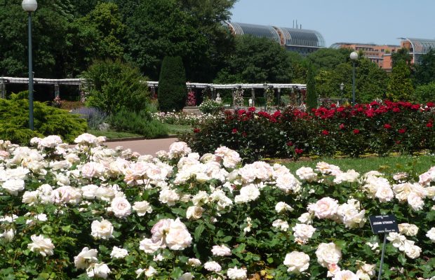 La rose Johann Strauss Meilland mise en massif dans la roseraie