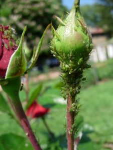 La lutte contre les pucerons se fait par la Protection Biologique Intégrée 