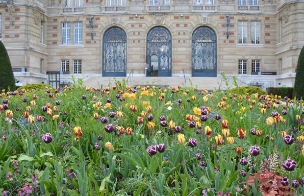 Fleurissement printanier incluant des vivaces et des bulbes, Hôtel de ville de Versailles 