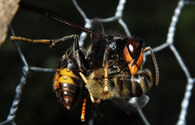 Ouvrière de Vespa velutina découpant une abeille domestique.