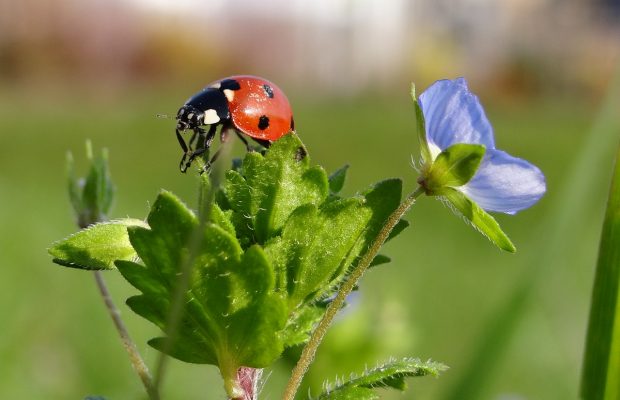 La coccinelle à sept points, Coccinella septempunctata