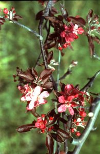 Génotype RR: feuilles et fleurs de couleur rouge