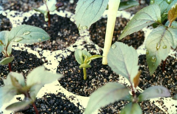 En serre, plantule verte haploïde (r) à levée tardive, au milieu de plantules diploïdes rouges (Rr)