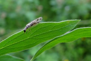 Parmi les thèmes abordés dans les formations, la protection des prédateurs comme, ici, ce Micromus variegatus, proche des chrysopes, grand prédateur des pucerons