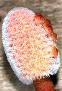 Inflorescence de Helosis cayennensis