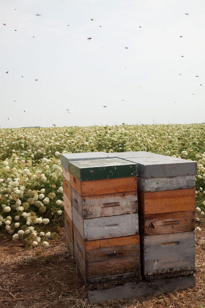 Les agriculteurs- multiplicateurs disposent des ruches dans leurs champs de multiplication de semences pour faciliter, comme, ici, la fécondation des fleurs de carottes - © Gnis