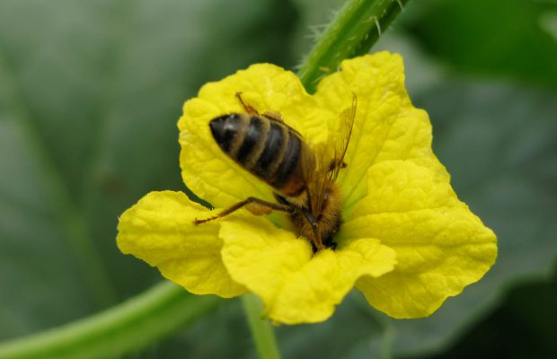 Abeille domestique (Apis mellifera) butinant une fleur male de melon monoique (Cucumis melo).