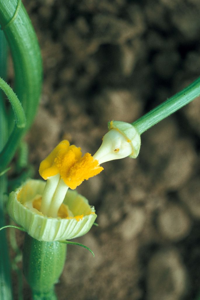 Pollinisation artificielle de courgette