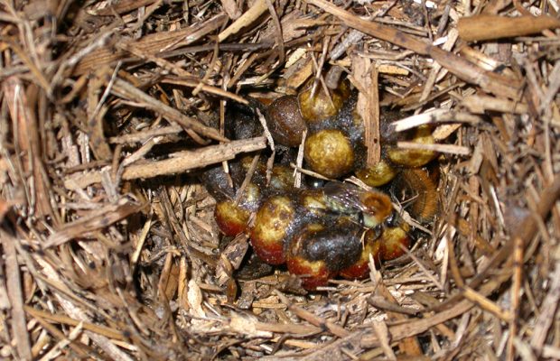 Couvain de bourdon des champs dans un nichoir