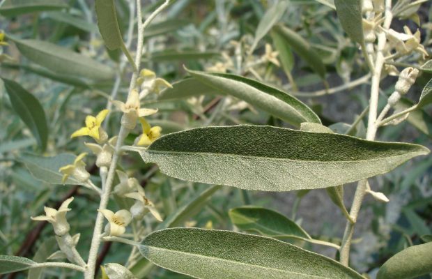 Elaeagnus angustifolia