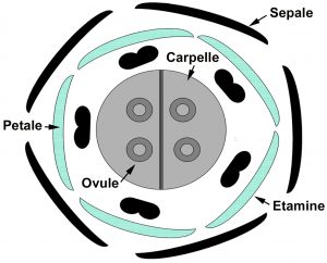 osition des pièces florales de la fleur de vigne hermaphrodite