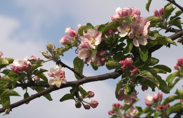 Fleurs de pommier a cidre a Magny les Hameaux 78.