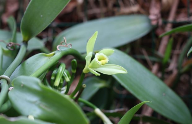 pollinisation de la vanille 