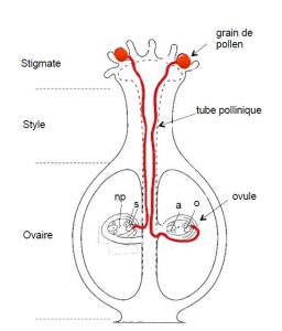 Croissance du tube pollinique