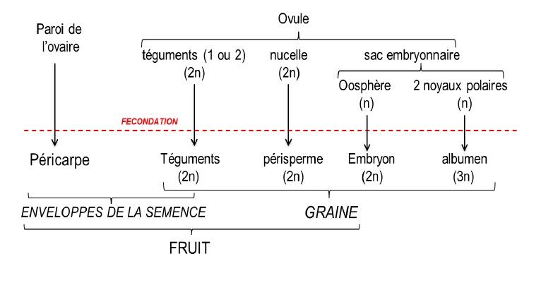 Comprendre le processus de germination des graines