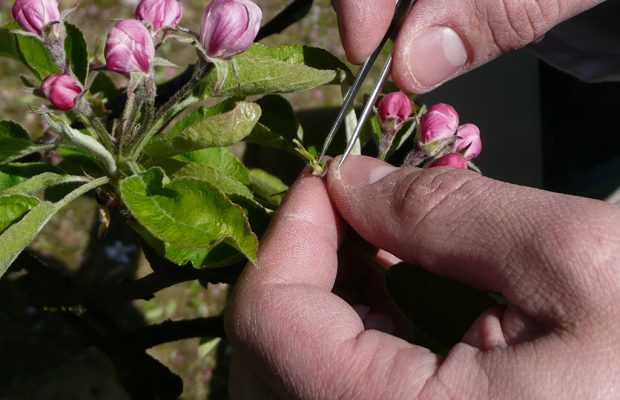 Figure 1. Castration manuelle d’une fleur de pommier avant pollinisation contrôlée - © INRA