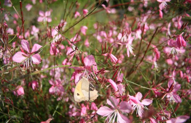 insectes papillon actifs dans la pollinisation