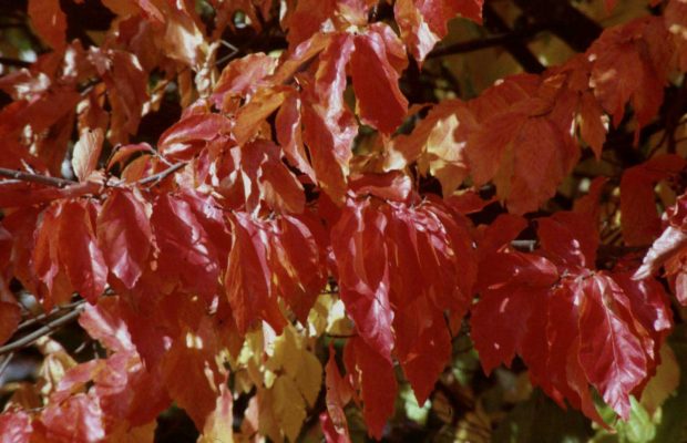 feuillage Parrotia