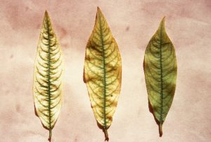 Carence en fer du pêcher. Trois feuilles montrant trois degrés de gravité différente de la chlorose - © M. Coppenet – Inra