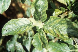 Carence en manganèse sur pommier. Chlorose beaucoup plus légère que dans le cas d'une chlorose ferrique - © M. Coppenet - Inra