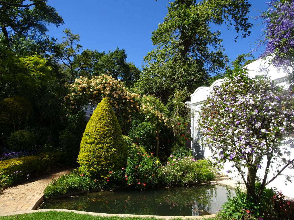 Au premier plan, parmi les végétaux typiques de la région, le fameux « Hier, aujourd’hui, demain », en fait un Brunfelsia originaire des Antilles, dont les fleurs virent en trois jours du violet au blanc, en passant par le bleu… - © J.-F. Coffin